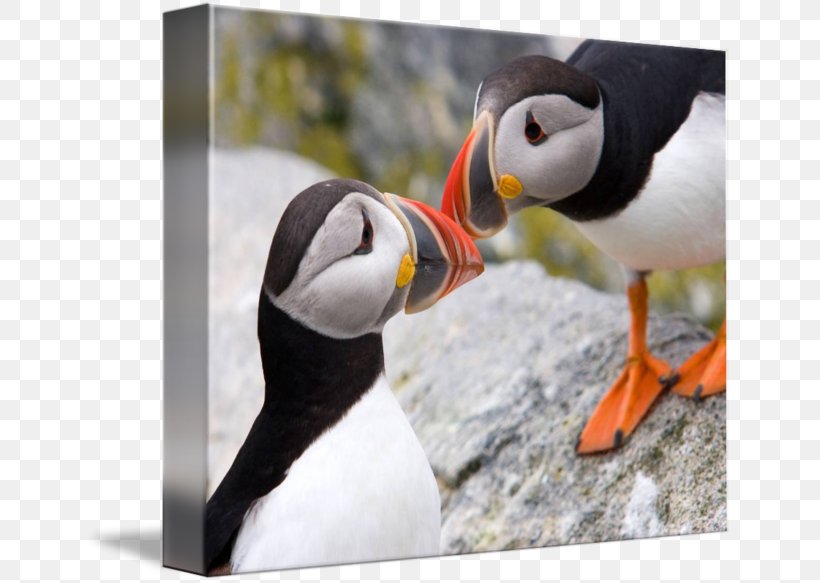 Puffin Penguin Beak Fauna, PNG, 650x583px, Puffin, Beak, Bird, Charadriiformes, Fauna Download Free