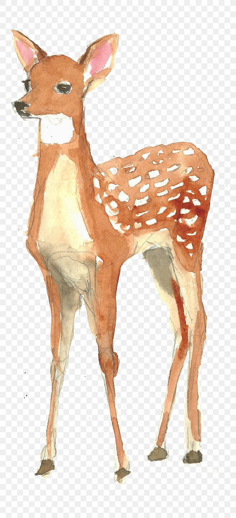 Framed Deer Kindergarten : Animals Watercolor Painting Poster, PNG, 1012x2219px, Framed, Android, Antler, Art, Deer Download Free