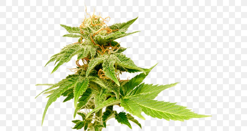 Medical Cannabis Haze Just Say Yes: A Marijuana Memoir Cannabis Smoking, PNG, 588x436px, Cannabis, Cannabidiol, Cannabis Cultivation, Cannabis Ruderalis, Cannabis Sativa Download Free