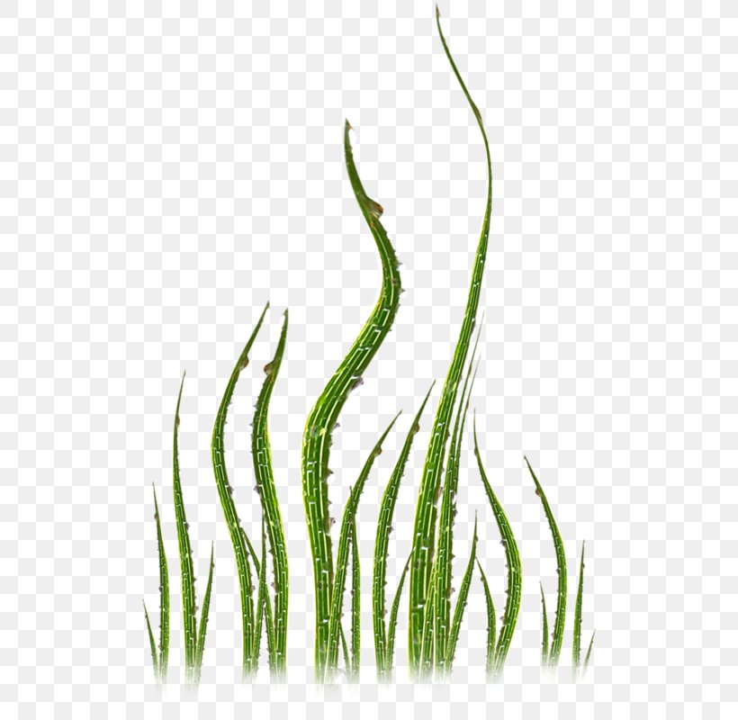 Plant Green Grasses Leaf, PNG, 504x800px, Plant, Branch, Common Daisy, Google Images, Grass Download Free