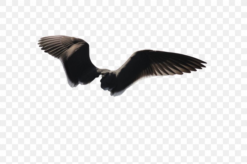 Bald Eagle Bird Image, PNG, 1095x730px, Eagle, Accipitriformes, Art, Bald Eagle, Beak Download Free