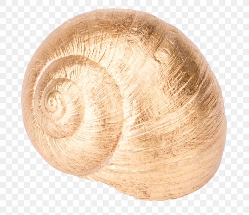 Burgundy Snail Gastropods Gastropod Shell Seashell, PNG, 926x800px, Snail, Apple Snails, Bivalvia, Burgundy Snail, Conchology Download Free
