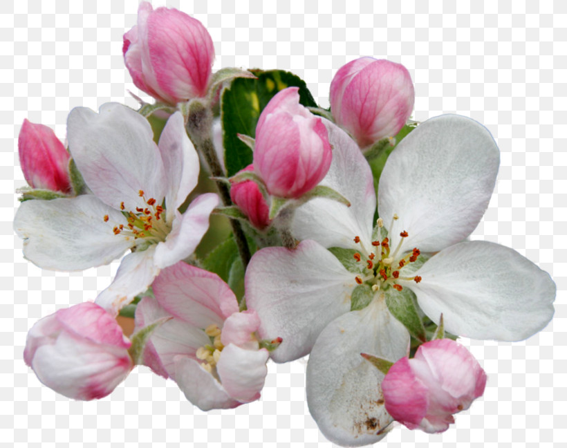 Cherry Blossom, PNG, 800x648px, Flower, Blossom, Branch, Bud, Cherry Blossom Download Free