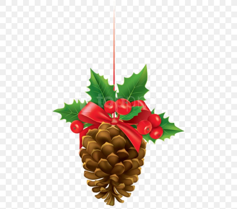 Christmas Decoration, PNG, 480x724px, Oregon Pine, Christmas Decoration, Colorado Spruce, Fir, Holly Download Free