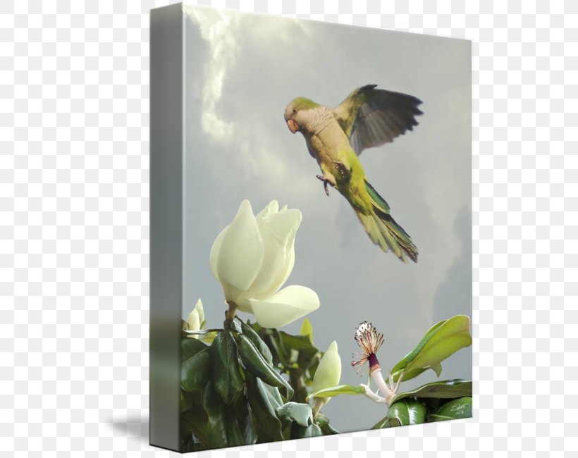 Finches Parrot Flora Fauna Gallery Wrap, PNG, 535x650px, Finches, Art, Beak, Bird, Canvas Download Free