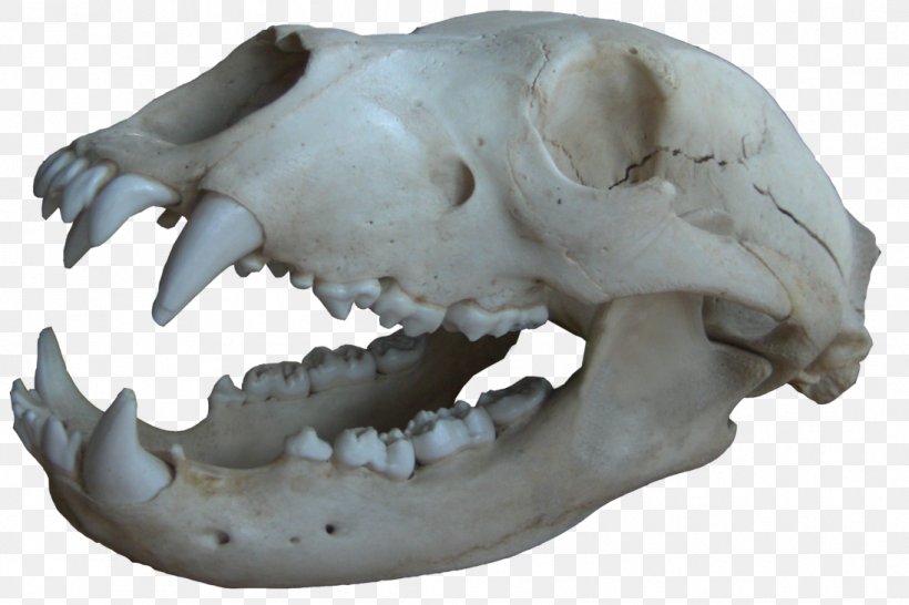 Skull Bone Jaw Mouth Snout, PNG, 1095x730px, Skull, Animal, Bone, Carnivora, Carnivoran Download Free