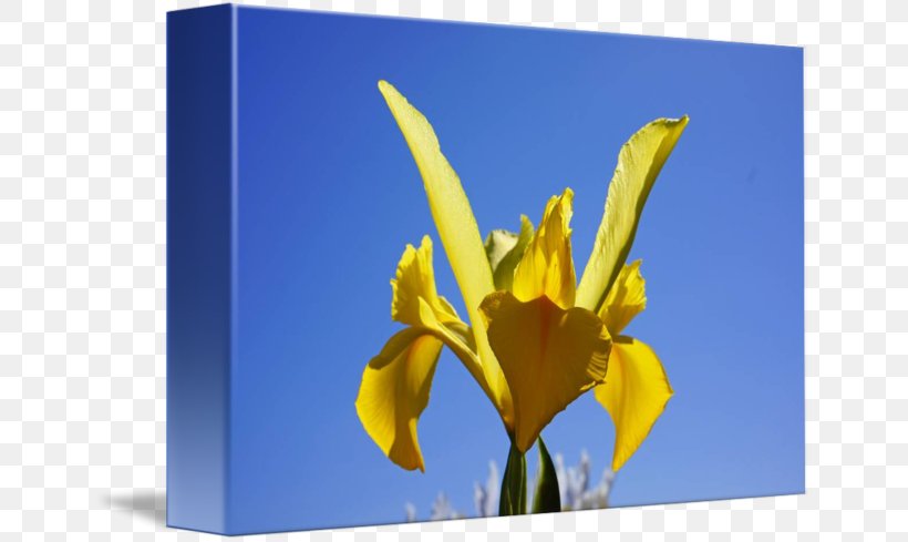 Tulip Petal Desktop Wallpaper Wildflower Plant Stem, PNG, 650x489px, Tulip, Computer, Flora, Flower, Flowering Plant Download Free