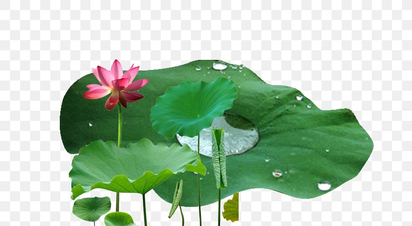 Nelumbo Nucifera Leaf Drop Lotus Effect, PNG, 692x449px, Nelumbo Nucifera, Annual Plant, Aquatic Plant, Bubble, Drawing Download Free