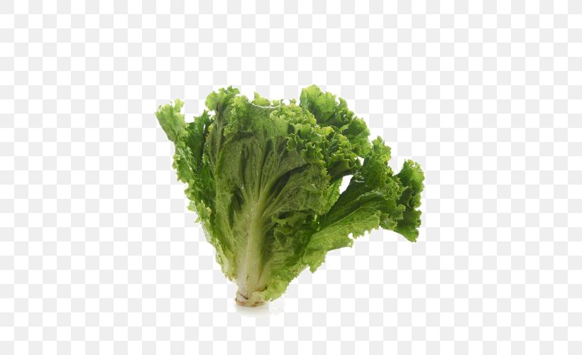 Romaine Lettuce Wiener Schnitzel Red Leaf Lettuce Vegetable, PNG, 500x500px, Romaine Lettuce, Bell Pepper, Broccoli, Butter, Endive Download Free