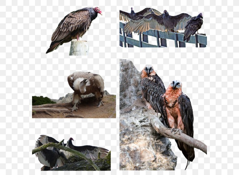 Vulture Fauna Wildlife Beak, PNG, 600x600px, Vulture, Beak, Bird, Bird Of Prey, Fauna Download Free