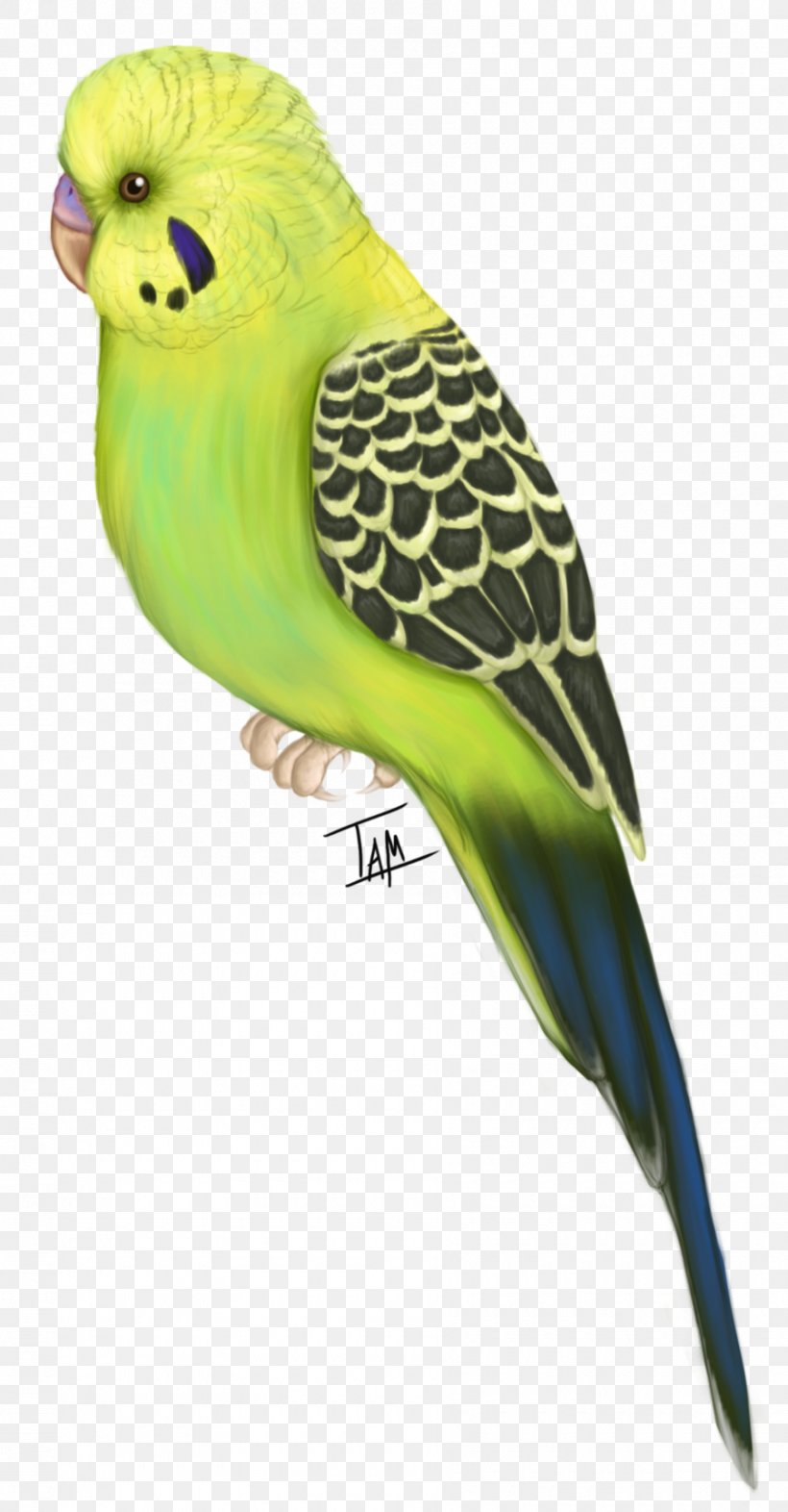 Budgerigar Bird Parakeet Feather Flight, PNG, 900x1726px, Budgerigar, Animation, Beak, Bird, Common Pet Parakeet Download Free