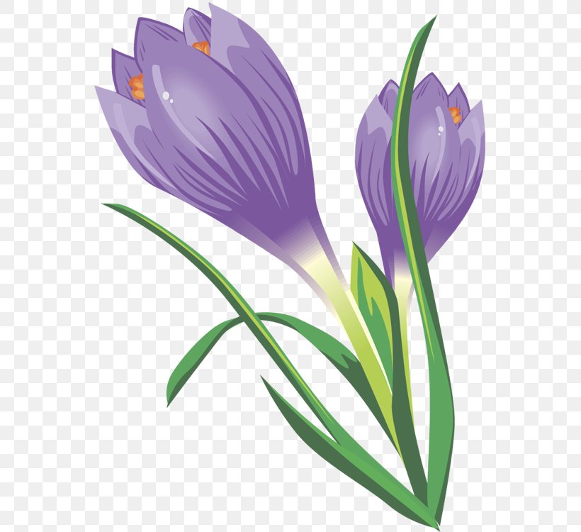 Crocus Vernus Autumn Crocus Crocus Flavus Clip Art, PNG, 554x750px, Crocus Vernus, Autumn Crocus, Blog, Blossom, Bud Download Free