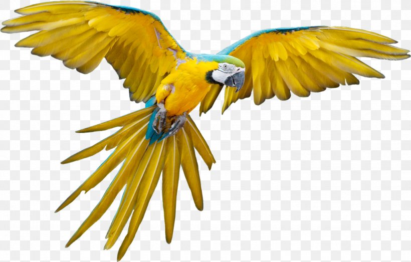 Parrot Bird Flight, PNG, 1024x654px, Parrot, Beak, Bird, Bird Flight, Common Pet Parakeet Download Free