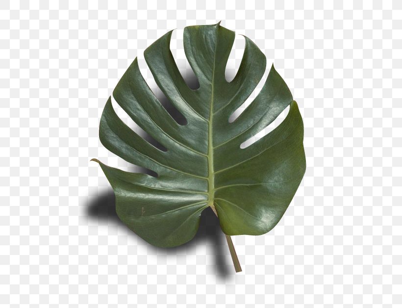 Swiss Cheese Plant Publishing Photography, PNG, 500x628px, Swiss Cheese Plant, Botanical Illustration, Drawing, Leaf, Photography Download Free