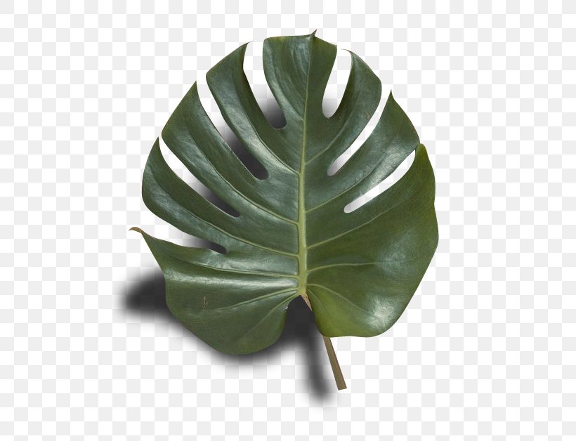 swiss cheese plant publishing photography png 500x628px swiss cheese plant botanical illustration drawing leaf photography download swiss cheese plant publishing