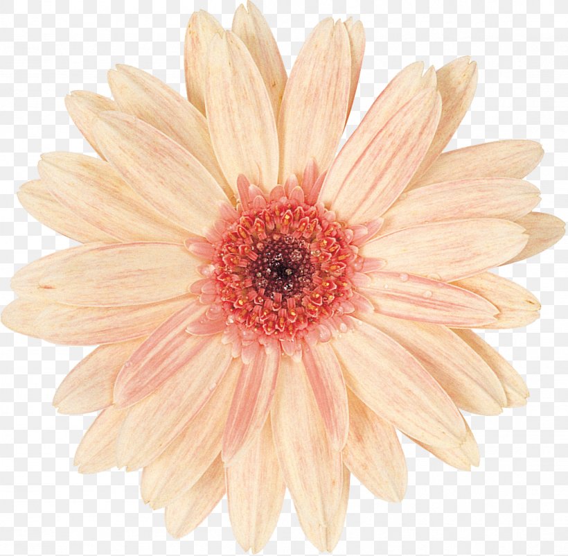 Cut Flowers Photography Chrysanthemum Petal, PNG, 1102x1079px, Cut Flowers, Argyranthemum Frutescens, Blue, Chrysanthemum, Chrysanths Download Free