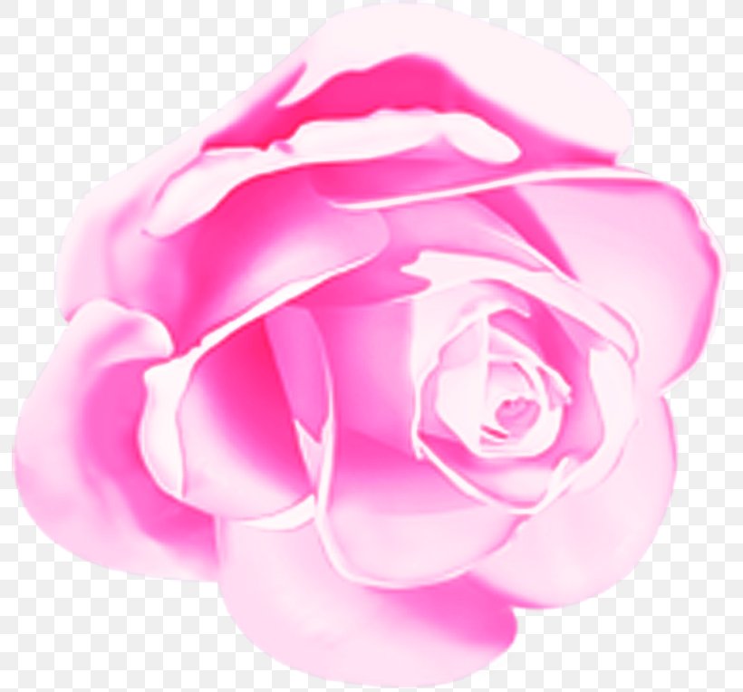 Garden Roses, PNG, 793x764px, Pink, Flower, Garden Roses, Hybrid Tea Rose, Magenta Download Free