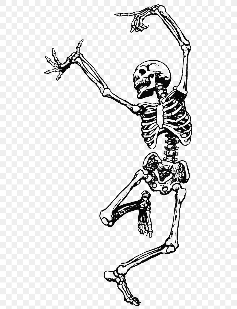 Human Skeleton Dance Skull Clip Art, PNG, 564x1072px, Skeleton, Animation,  Area, Arm, Art Download Free
