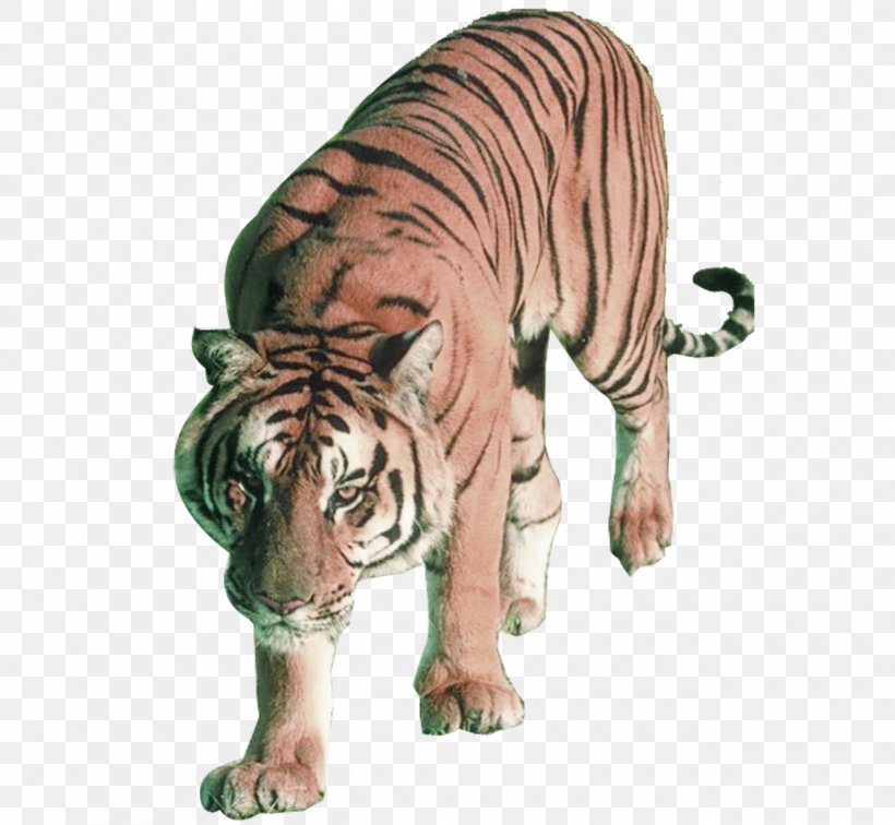 Lion Sumatran Tiger Bengal Tiger Siberian Tiger Felidae, PNG, 1300x1200px, Lion, Bengal Tiger, Big Cats, Carnivoran, Cat Download Free