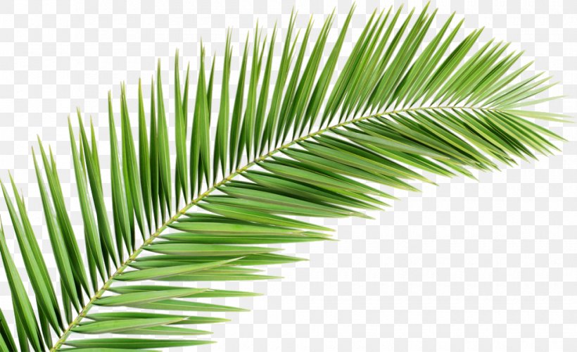 Palm Trees Palm-leaf Manuscript Clip Art Royalty-free, PNG, 980x598px, Palm Trees, Arecales, Asian Palmyra Palm, Attalea Speciosa, Borassus Download Free