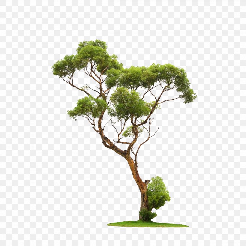 Tree Clip Art Image Architecture, PNG, 2289x2289px, Tree, Architecture, Bonsai, Botany, Branch Download Free