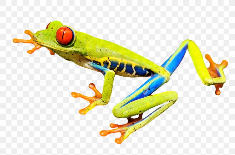 True Frog Amphibian Vertebrate Red-eyed Tree Frog, PNG, 960x636px, Frog, American Green Tree Frog, Amphibian, Australian Green Tree Frog, Drawing Download Free