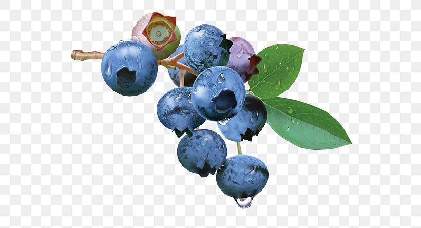 Blueberry Tea Bilberry Fruit, PNG, 600x444px, Blueberry, Auglis, Berry, Bilberry, Blue Download Free
