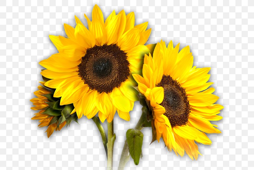 Common Sunflower Clip Art, PNG, 659x550px, Common Sunflower, Cut Flowers, Daisy Family, Floristry, Flower Download Free