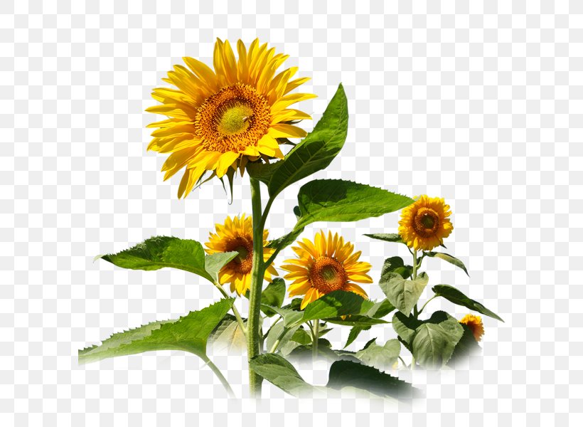 Common Sunflower Sunflower Travel Service Sunflower Seed, PNG, 600x600px, Common Sunflower, Annual Plant, Chrysanthemum, Copyright, Daisy Family Download Free