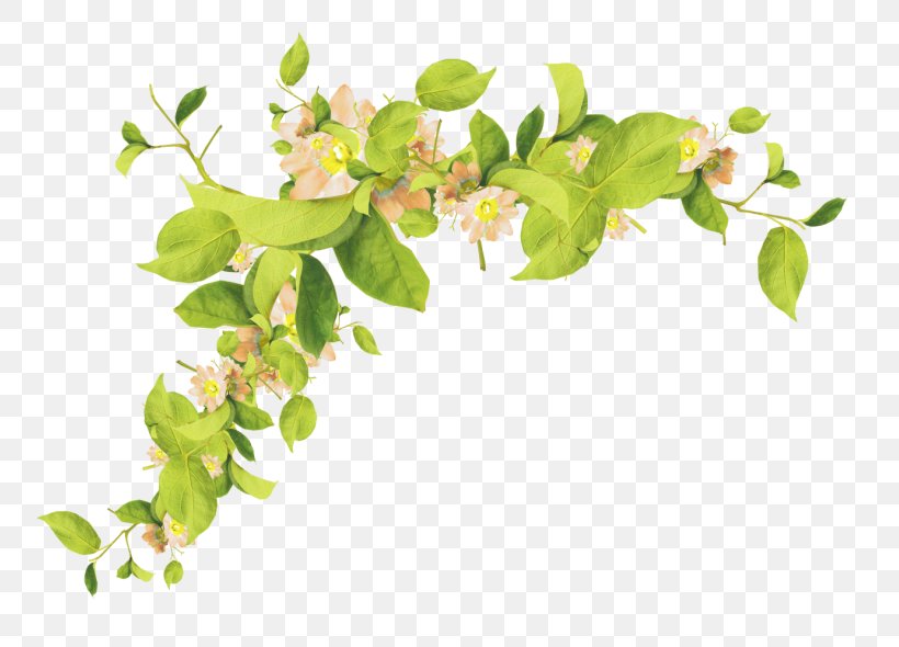 Clip Art Image Vector Graphics, PNG, 800x590px, Art, Branch, Color, Flower, Herb Download Free