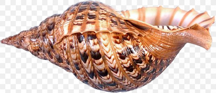 Seashell Sea Snail Conchology Clip Art, PNG, 1000x432px, Seashell, Blog, Clams Oysters Mussels And Scallops, Cockle, Conch Download Free