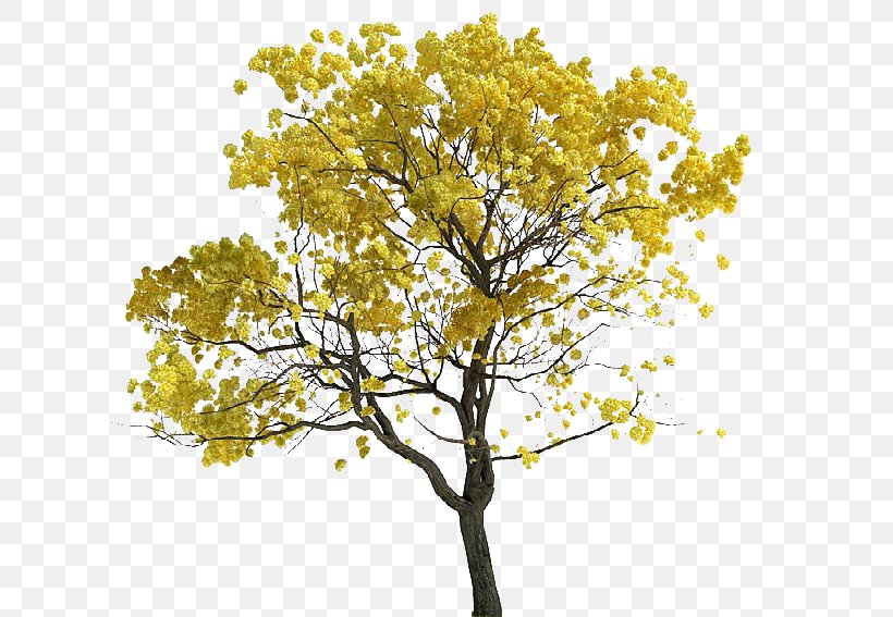 Tree Tabebuia Chrysantha Lossless Compression, PNG, 635x567px, 3d Computer Graphics, Tree, Architecture, Branch, Data Download Free