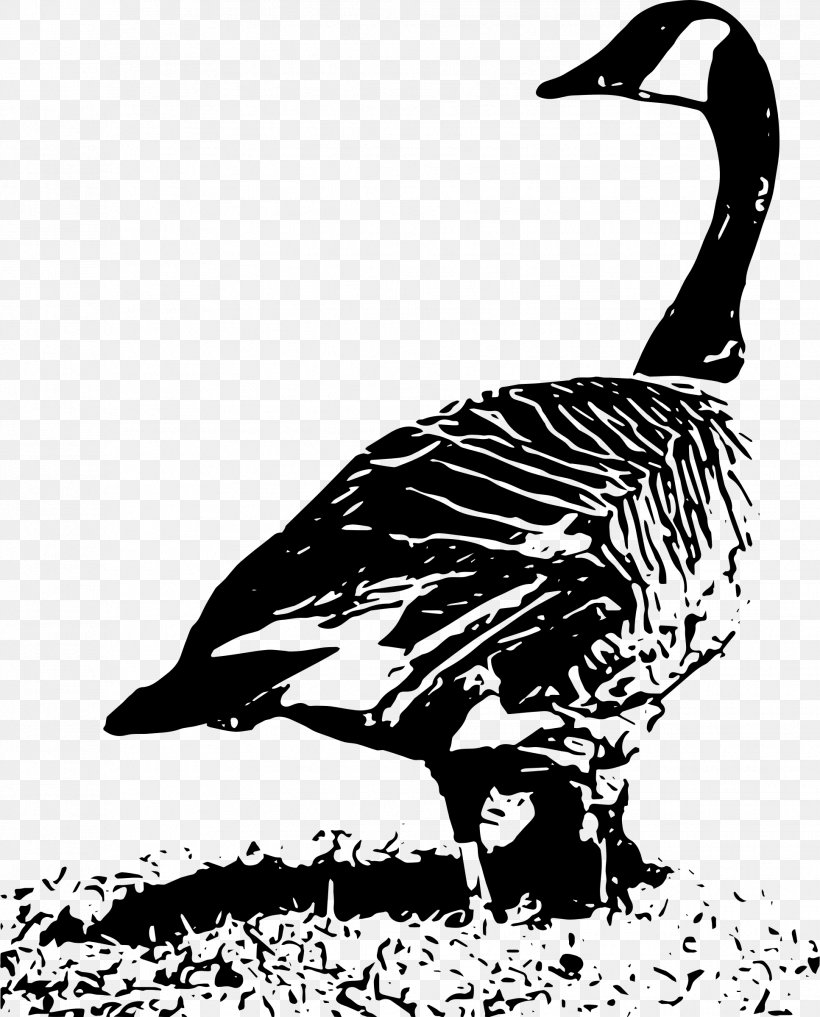 Duck Goose Clip Art Beak Feather, PNG, 1934x2400px, Duck, Beak, Bird, Blackandwhite, Canada Goose Download Free