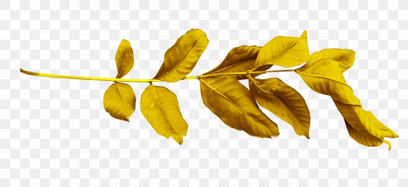 Leaf Branch Gold, PNG, 1849x852px, Leaf, Branch, Designer, Flower, Follaje Download Free