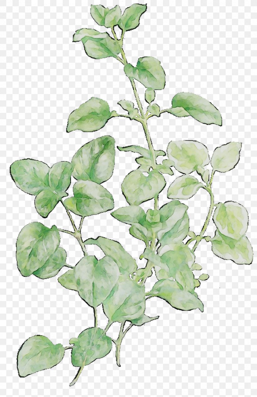 Leaf Plant Stem Herb Plants, PNG, 1044x1613px, Leaf, Aquarium Decor, Botany, Branch, Flower Download Free