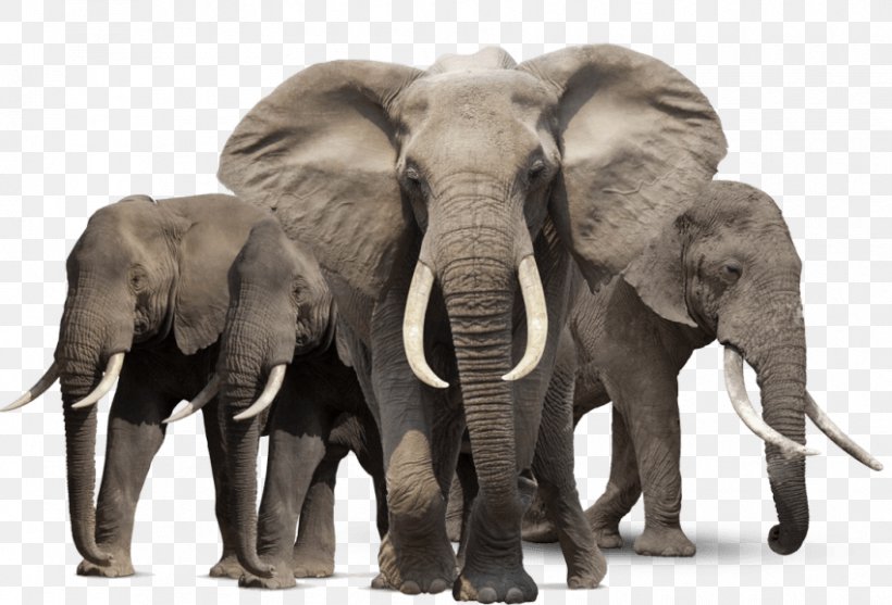 Asian Elephant African Bush Elephant Elephants Clip Art, PNG, 850x578px, Asian Elephant, African Bush Elephant, African Elephant, Elephant, Elephants Download Free