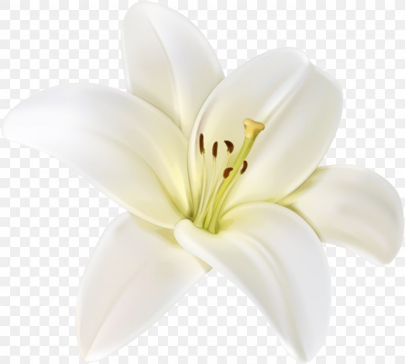Clip Art Flower Easter Lily Image, PNG, 1436x1292px, Flower, Arumlily, Crinum, Cut Flowers, Daylily Download Free