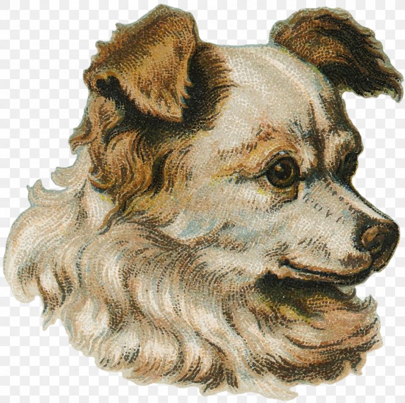 Companion Dog Dog Breed Snout, PNG, 1800x1791px, Companion Dog, Breed, Carnivoran, Crossbreed, Dog Download Free