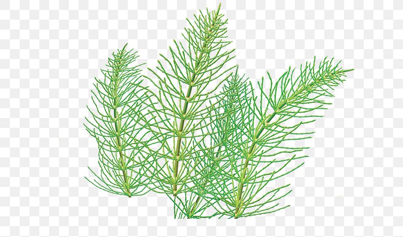 Herbal Tea Field Horsetail Herbal Tea Simple Home Herbal Remedies, PNG, 672x482px, Tea, Aquarium Decor, Branch, Conifer, Drink Download Free