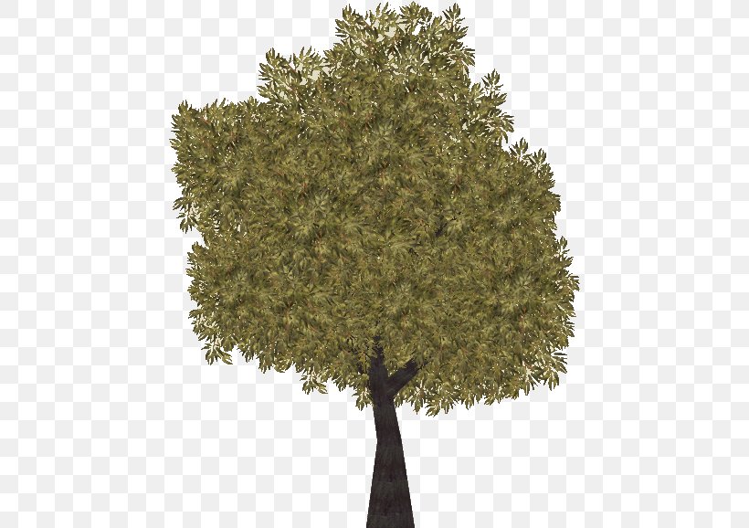 Oak Tree Leaf, PNG, 451x578px, Oak, Branch, Deciduous, Evergreen, Flower Download Free