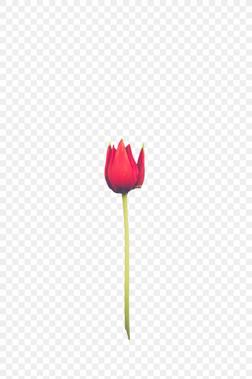 Plant Stem Tulip Lilies Petal Bud, PNG, 1200x1800px, Plant Stem, Biology, Bud, Closeup, Flower Download Free