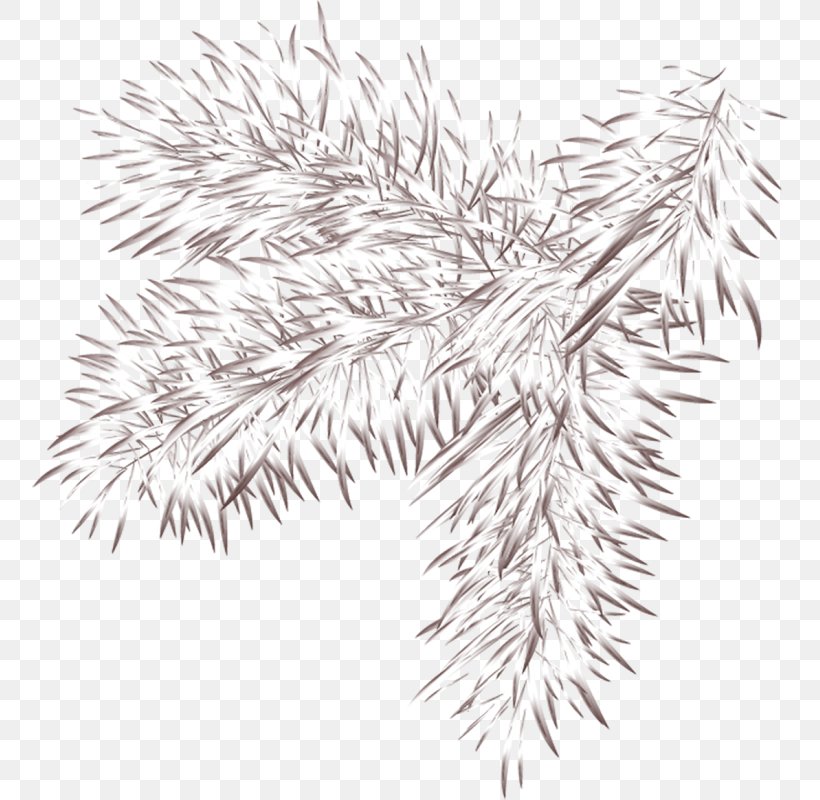 Spruce Line Art Flowering Plant White, PNG, 756x800px, Spruce, Black And White, Branch, Conifer, Drawing Download Free