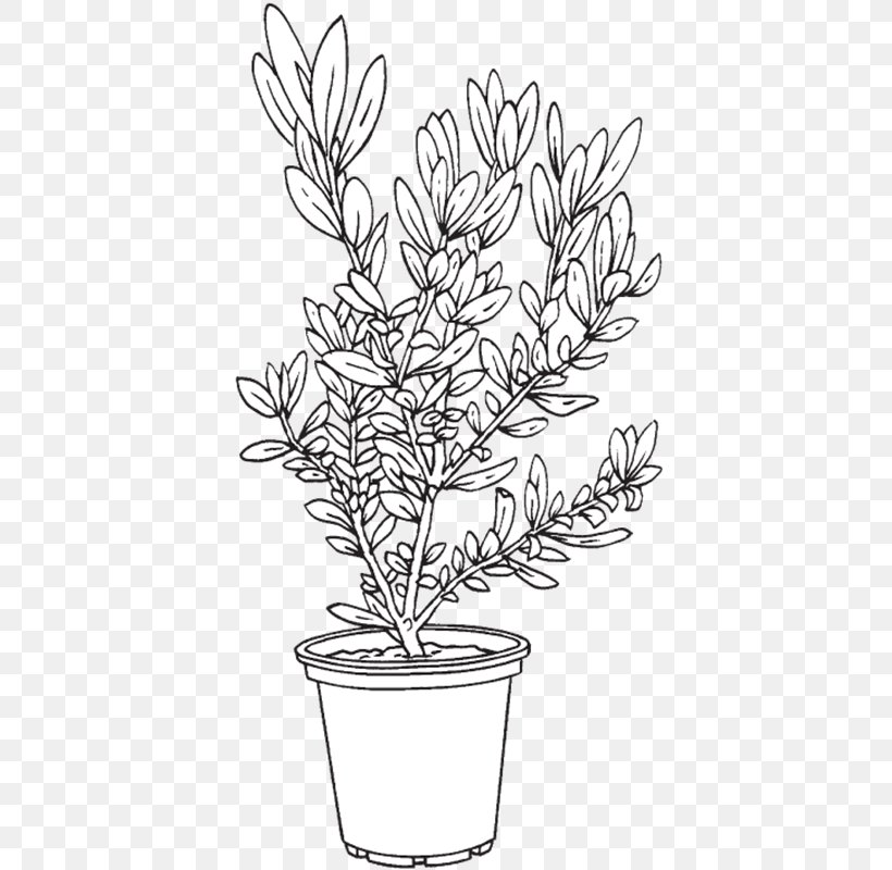 Twig Flowerpot Food Plant Stem, PNG, 800x800px, Twig, Black, Black And White, Branch, Drinkware Download Free