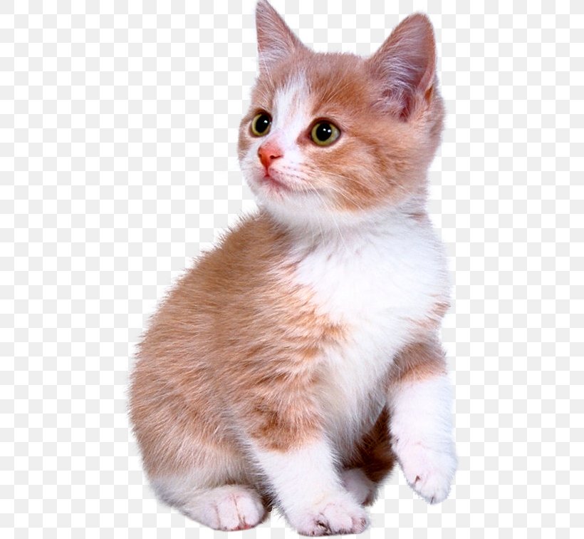 Kitten Bengal Cat Puppy Dog Ragdoll, PNG, 480x756px, Kitten, Aegean Cat, American Wirehair, Animal, Bengal Cat Download Free