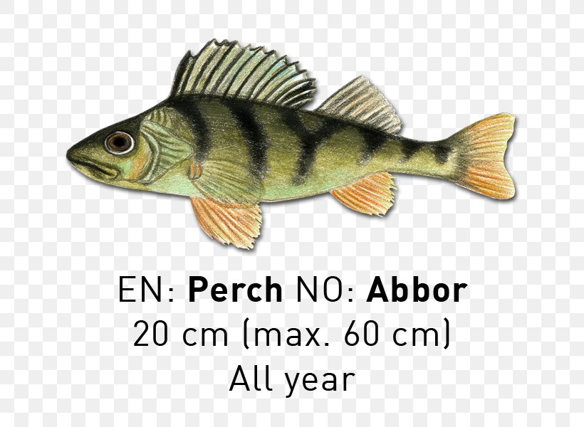 Perch Fish, PNG, 800x600px, Perch, Bony Fish, Fauna, Fish, Organism Download Free