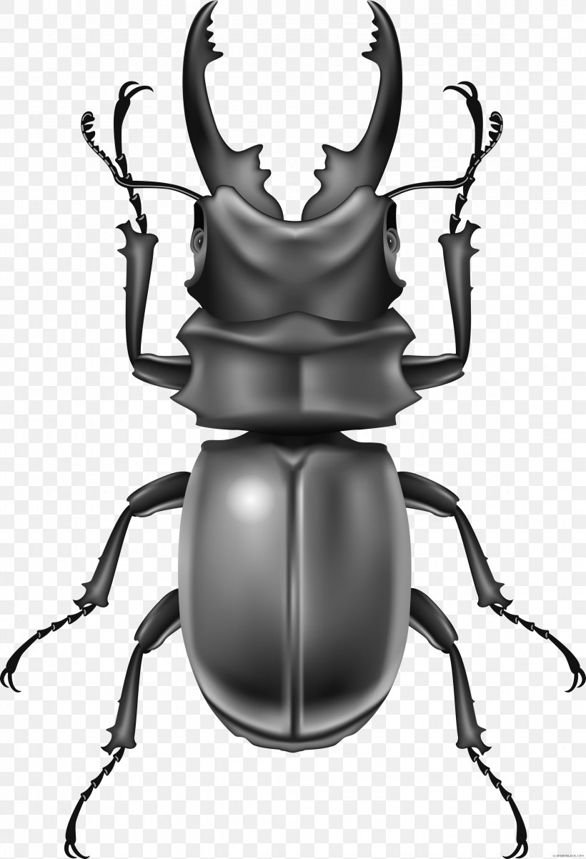 Rhinoceros Beetles Ape Clip Art, PNG, 2352x3450px, Beetle, Ape, Arthropod, Black And White, Drawing Download Free