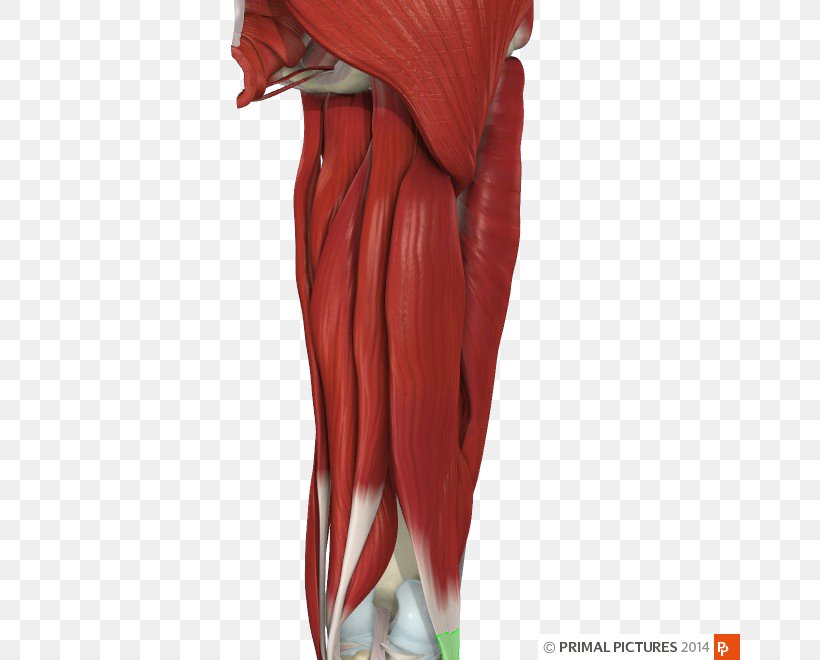 Shoulder Muscle Journal Of Orthopaedic & Sports Physical Therapy Manual Therapy, PNG, 660x660px, Shoulder, Abdomen, Anatomy, Arm, Biceps Femoris Muscle Download Free
