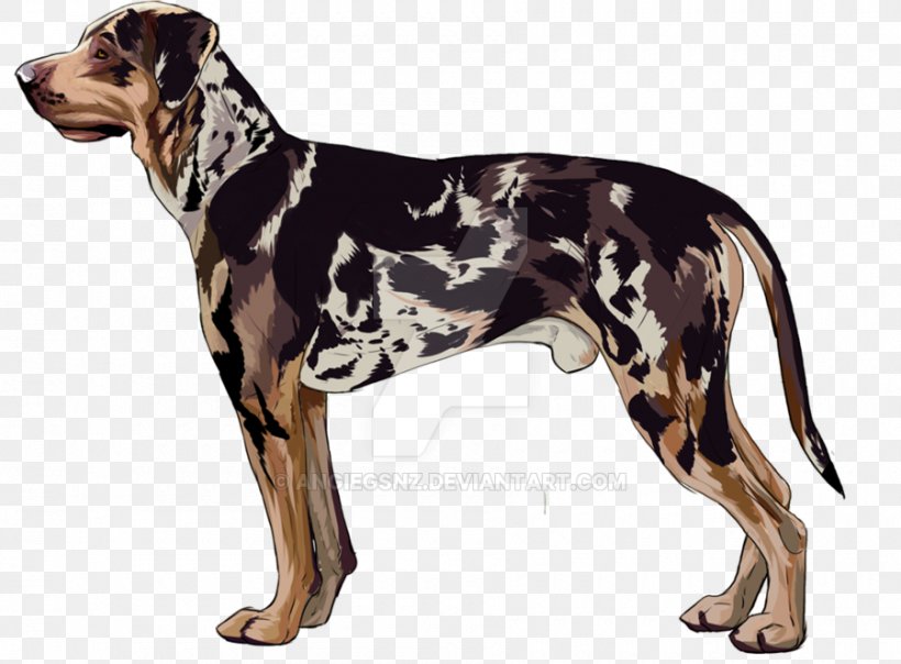Dog Breed Catahoula Cur English Foxhound Great Dane American Leopard Hound, PNG, 900x663px, Dog Breed, American Leopard Hound, Ancient Dog Breeds, Breed, Carnivoran Download Free