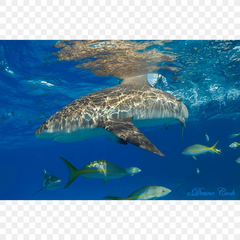 Great White Shark Tiger Shark Caribbean Reef Shark Lemon Shark, PNG, 2000x2000px, Great White Shark, Aqua, Blacktip Reef Shark, Canvas Print, Caribbean Reef Shark Download Free