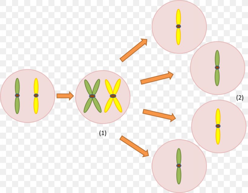 Meiosis Chromosome Cell Genetics Gene Duplication, PNG, 1024x800px, Meiosis, Blog, Cell, Chromosome, Chromosome 1 Download Free